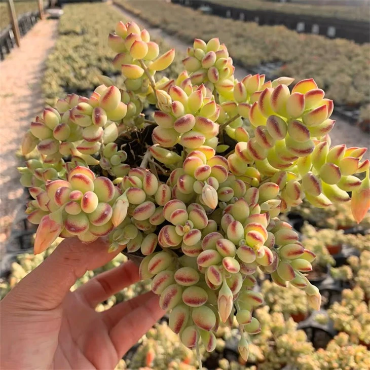 Cotyledon Pendens