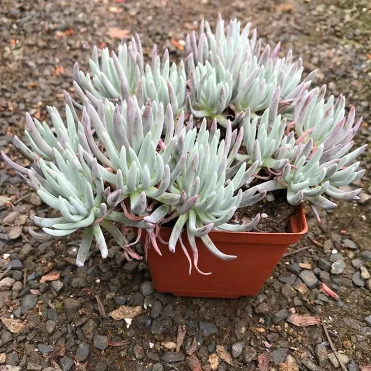 Dudleya Nubigena