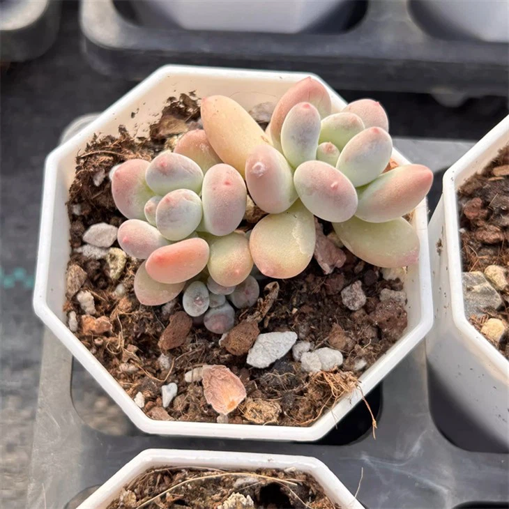 Pachyphytum Bracteosum Link & Al.