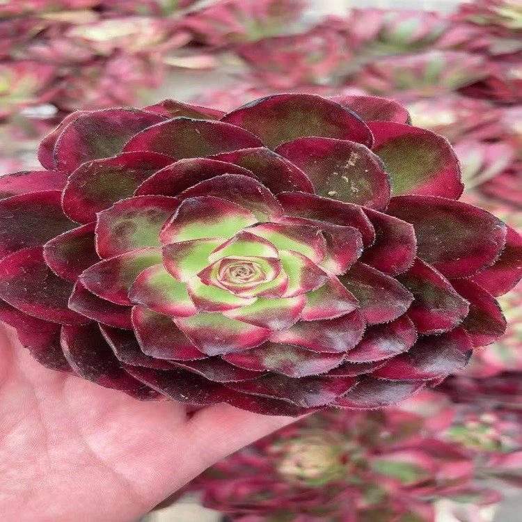 Aeonium Good Fortune suppliers