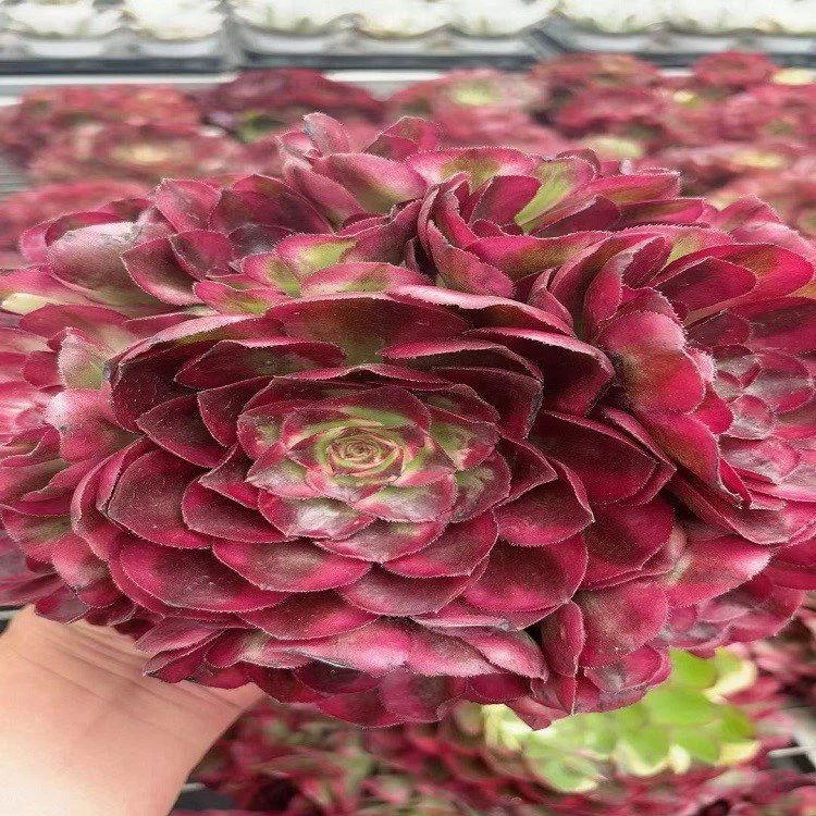 Aeonium Good Fortune best