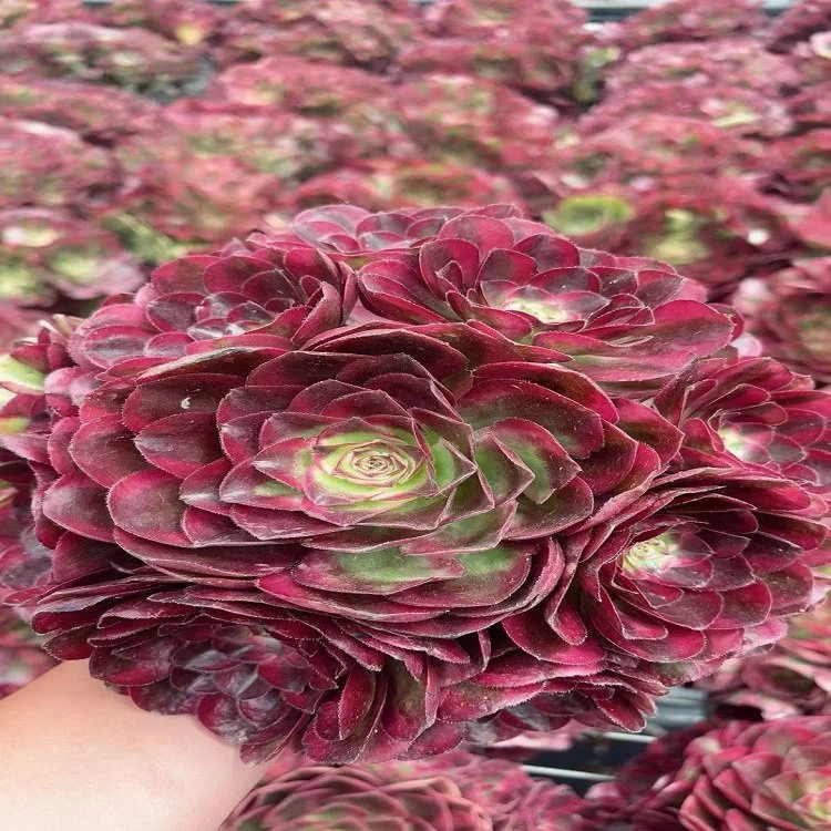 Aeonium Good Fortune