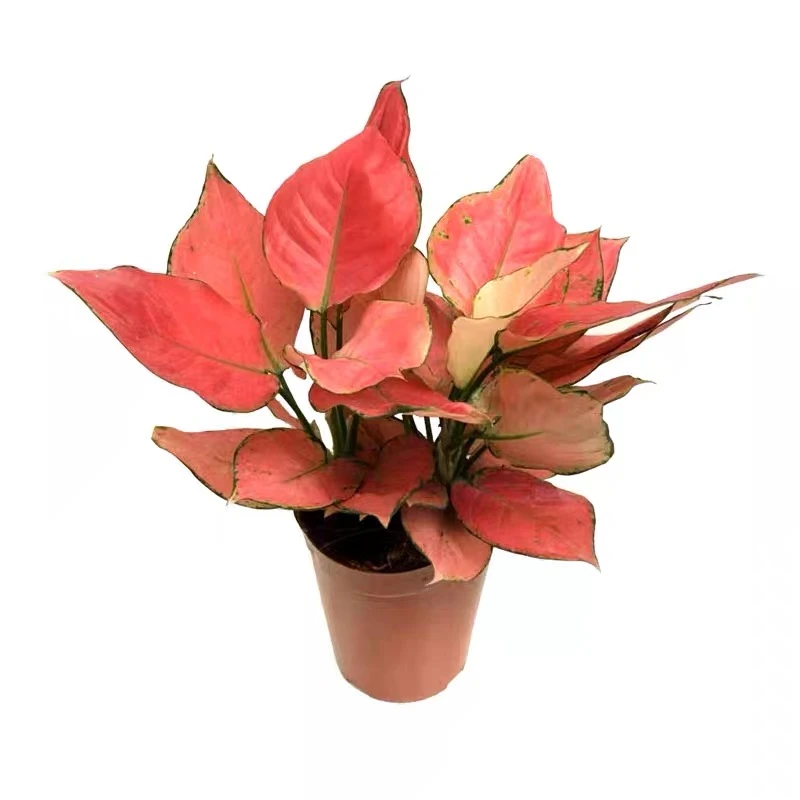 Aglaonema Commutatum Lady Valentine