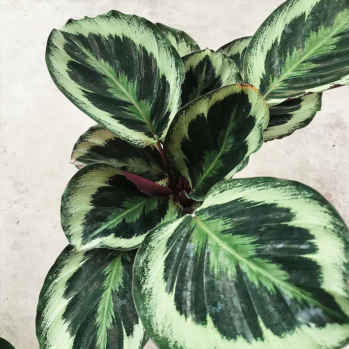 Calathea Roseopicta (Linden) Regel