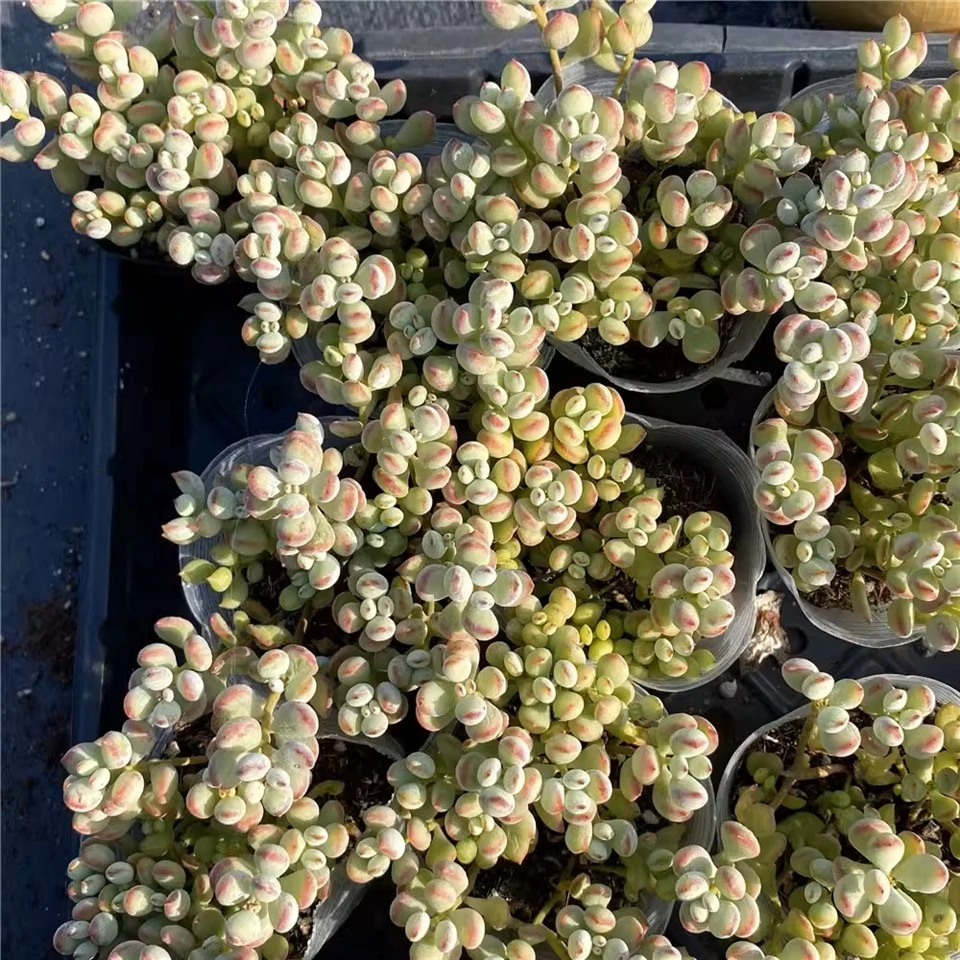 Cotyledon Pendens