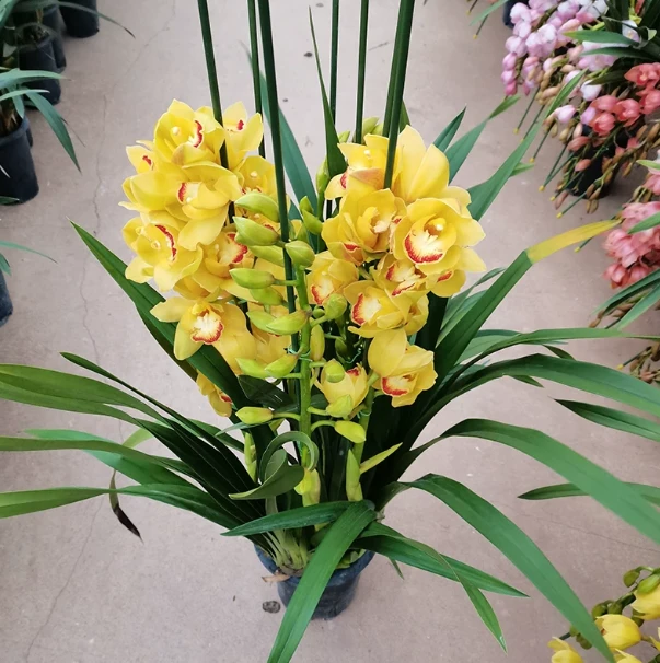 Cymbidium Hybrid factory