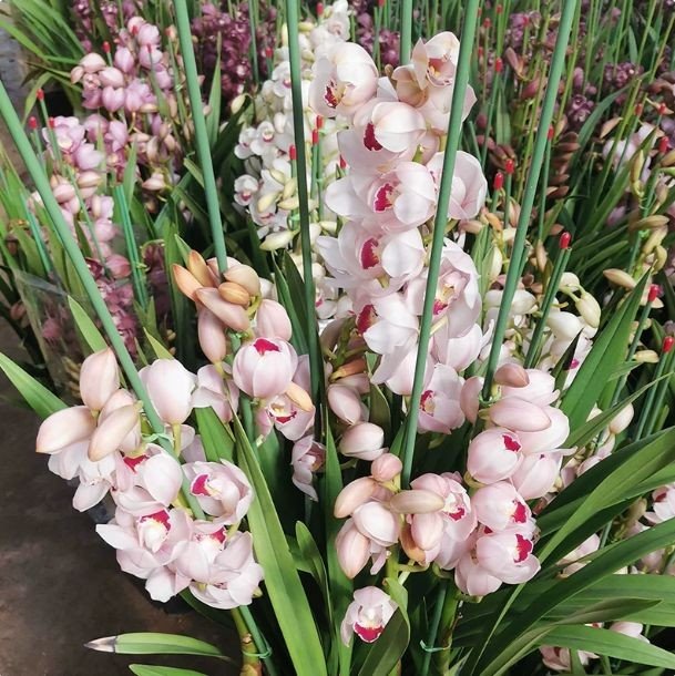 Cymbidium Hybrid price