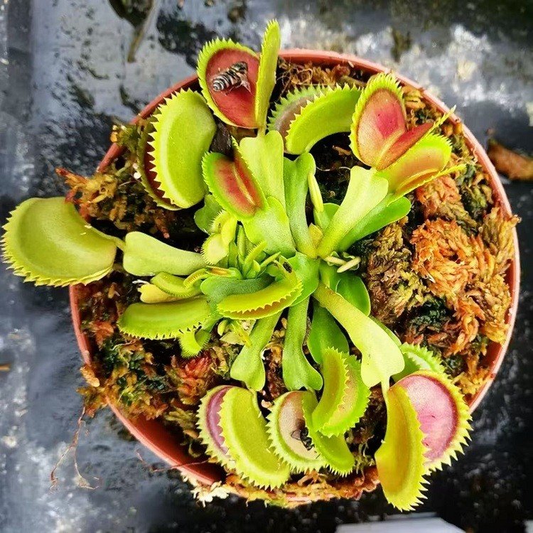 Dionaea Muscipula factory