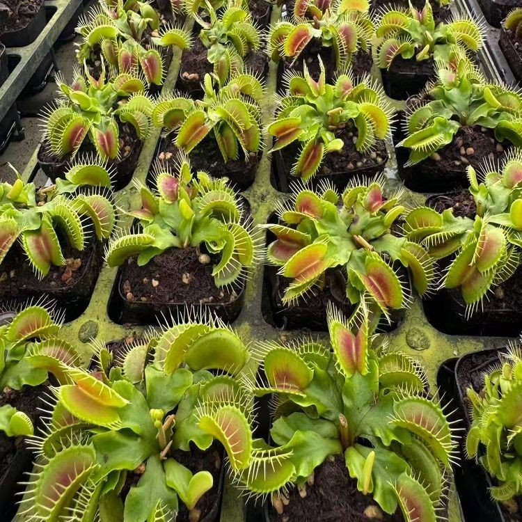 Dionaea Muscipula best