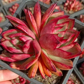 Echeveria Armstrongii Rare Succulent Plants