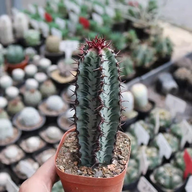 Euphorbia Confinalis Subsp. Rhodesiaca best