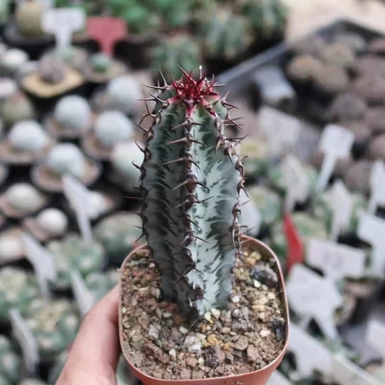 Euphorbia Confinalis Subsp. Rhodesiaca factory