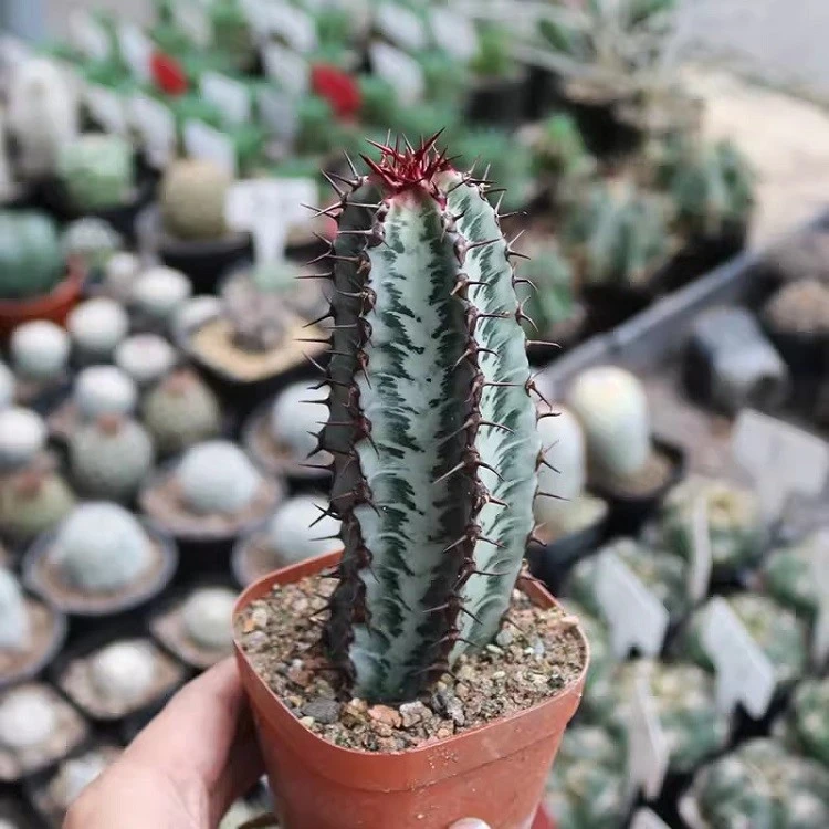 Euphorbia Confinalis Subsp. Rhodesiaca suppliers