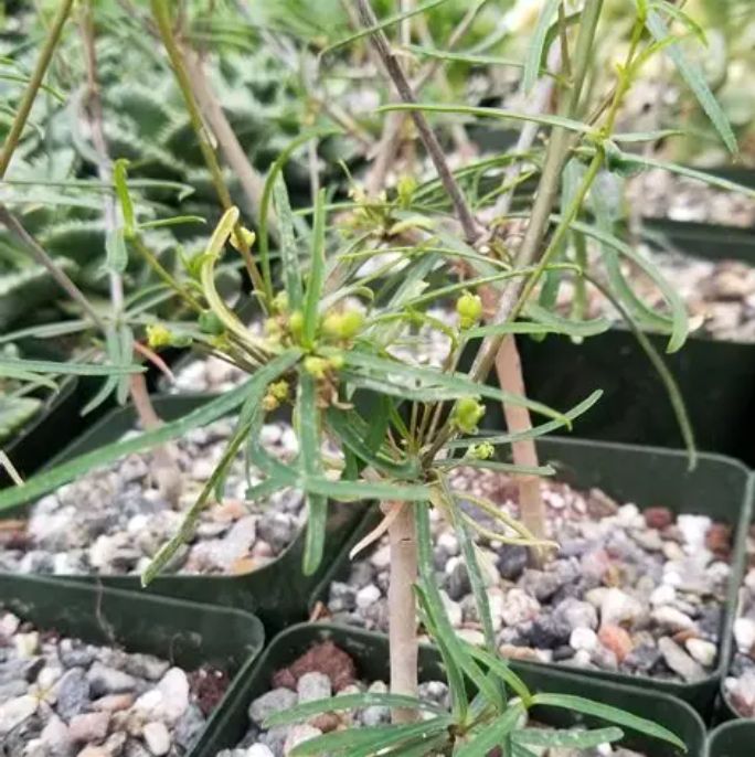 Euphorbia Hedyotoides