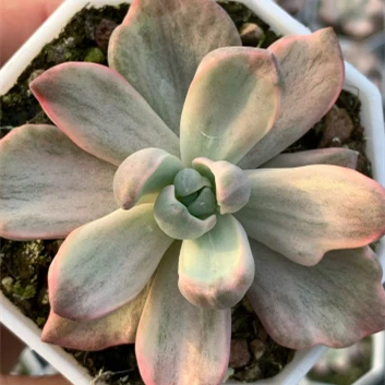 Graptoveria 'Rainbow Sugar Brocade'