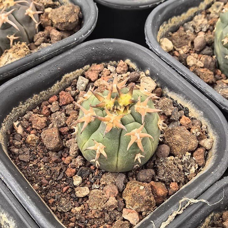 Gymnocalycium Spegazzinii V.unguispinum best