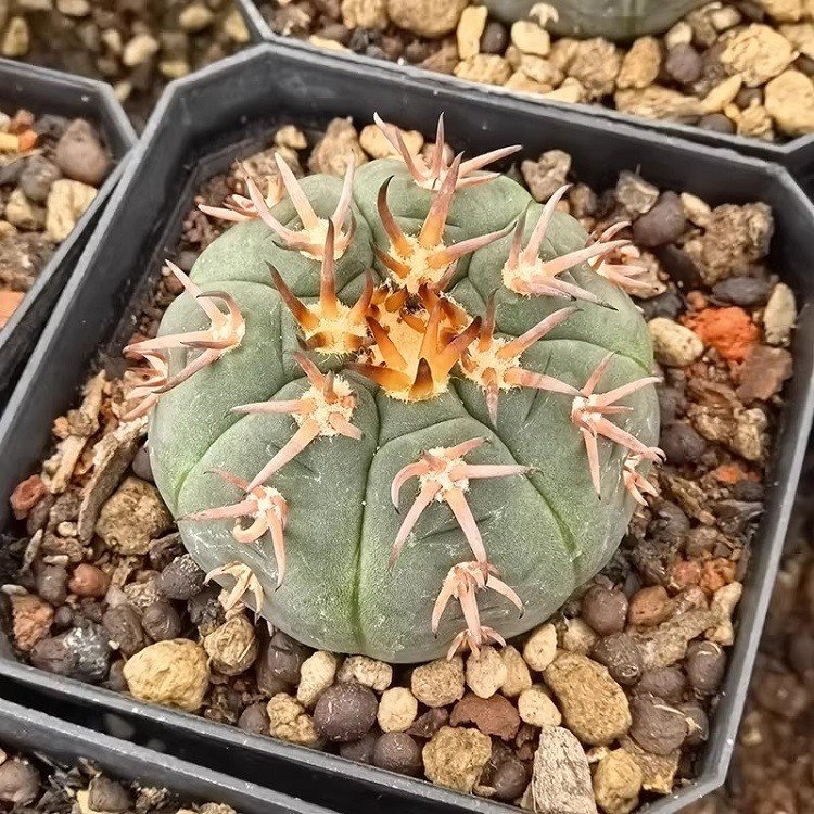 Gymnocalycium Spegazzinii V.unguispinum suppliers