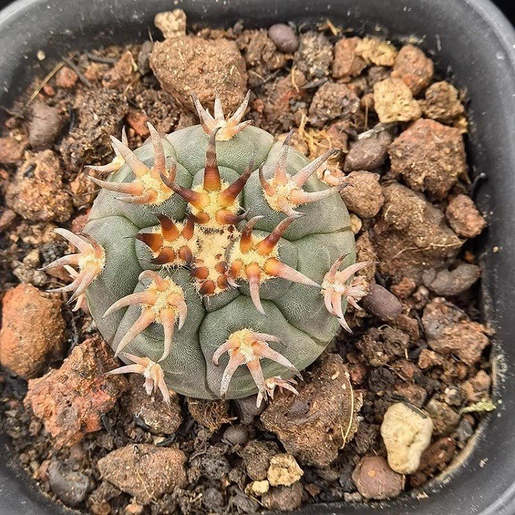 Gymnocalycium Spegazzinii V.unguispinum factory