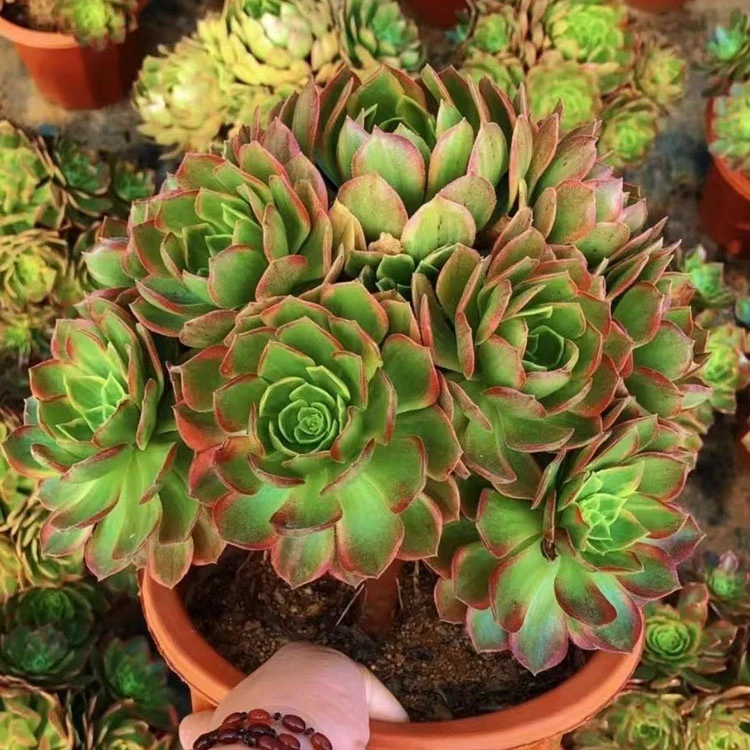 Halloween Variegated Yellow Color Cristata