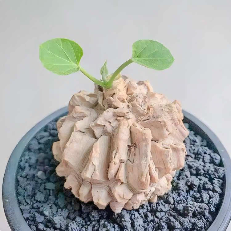 Matelea Cyclophylla