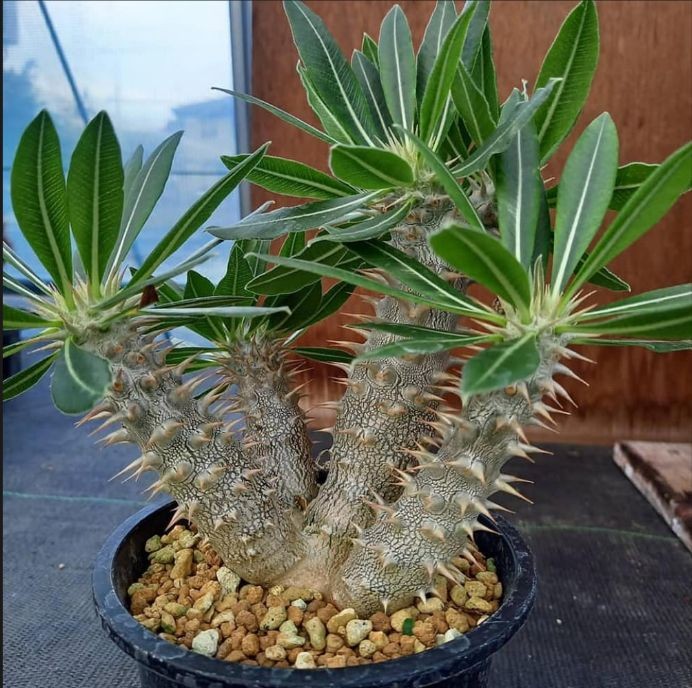 Pachypodium Rosulatum Ssp. Cactipes best