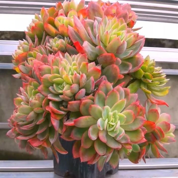 Echeveria Luella Variegated Clustering