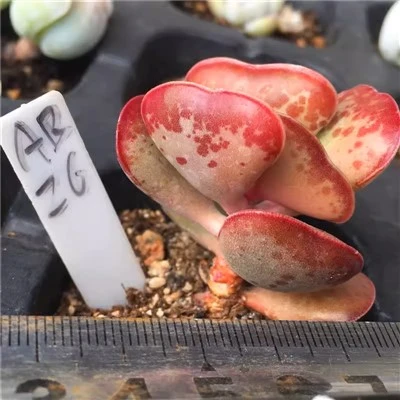 Adromischus Triflorus 'Corazones de calicó'