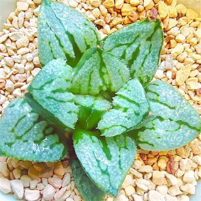 Amor de Haworthia en Beijing