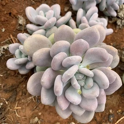 Pachyphytum Bracteosum Link y otros.