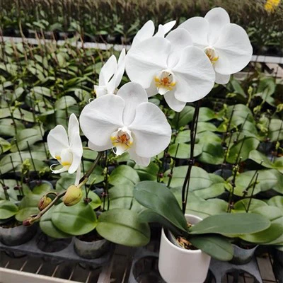 Phalaenopsis Afrodita