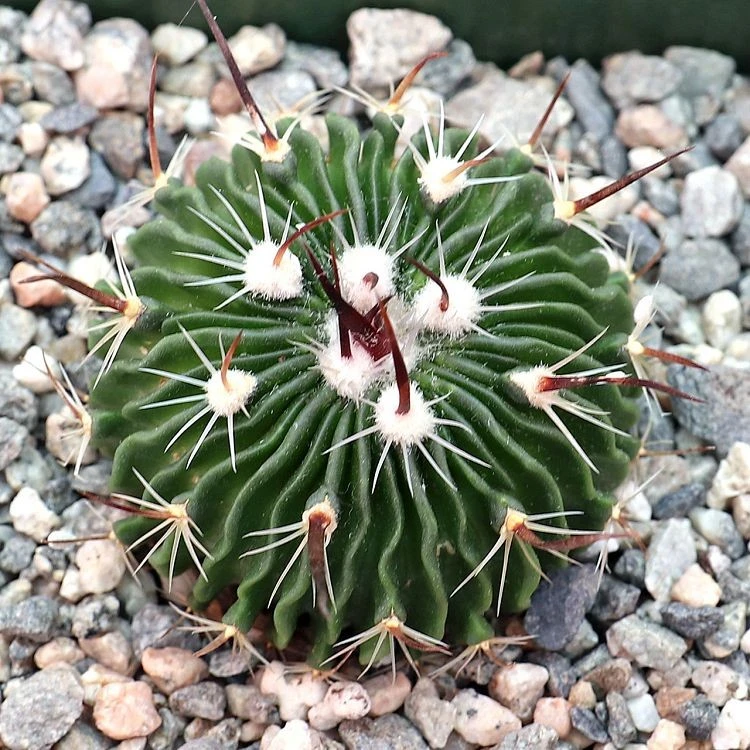 Stenocactus Multicostatus suppliers